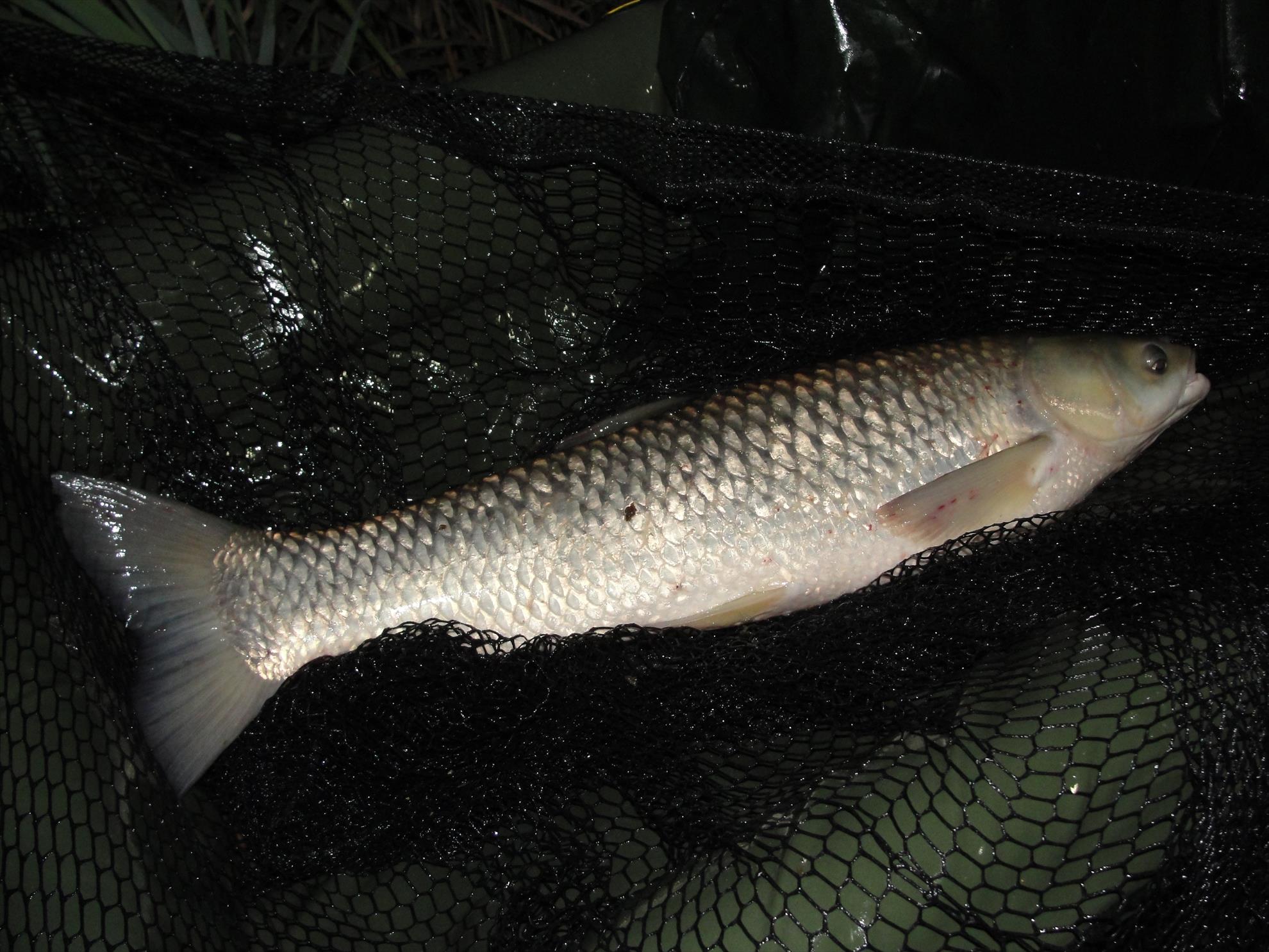 Magura 9 1 - 3 aug. - dsc01093.JPG